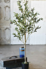 5 ft. Potted Olive Tree