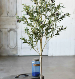 5 ft. Potted Olive Tree