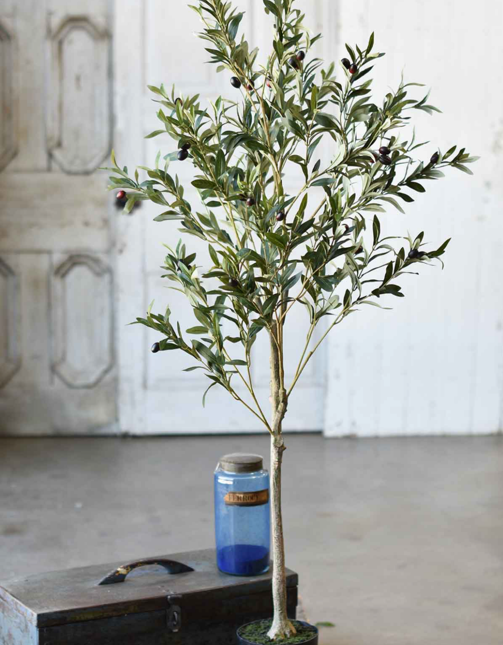 5 ft. Potted Olive Tree