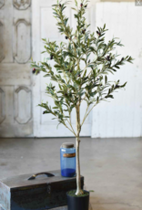 5 ft. Potted Olive Tree