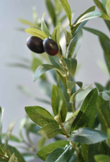 6' Potted Olive Tree