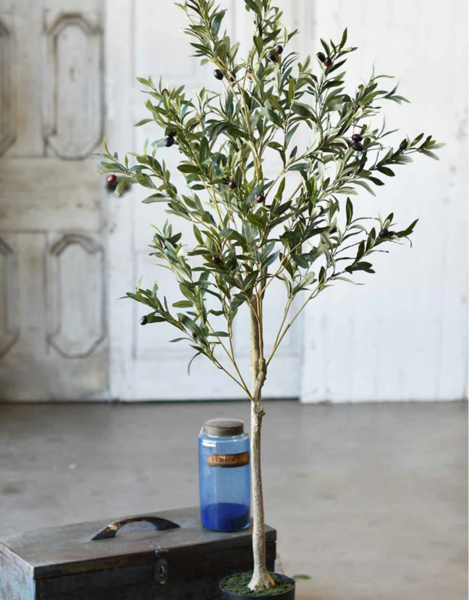 6' Potted Olive Tree