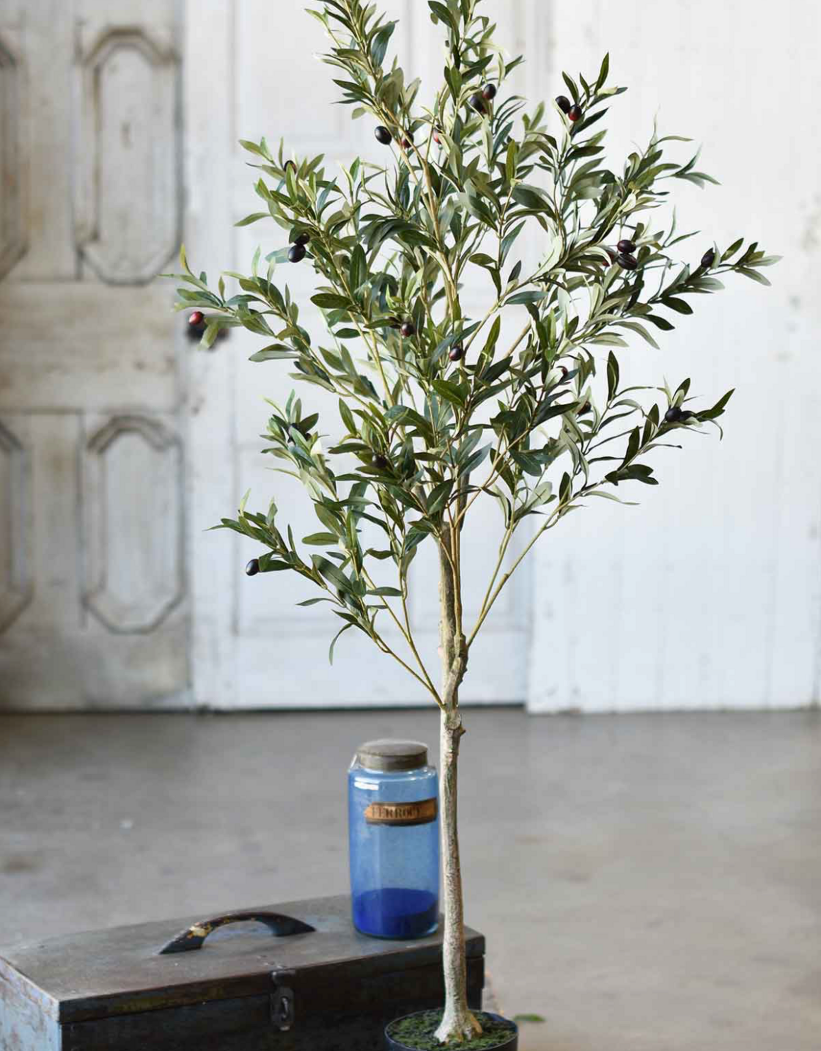 6' Potted Olive Tree