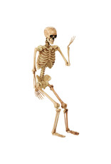 Pose And Hold Lifesize Skeleton 5'