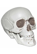 Realistic 6" Plastic Skull