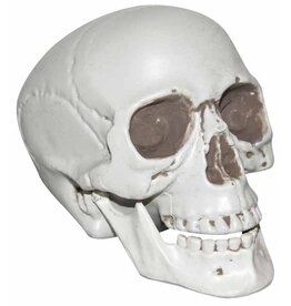 Realistic 6" Plastic Skull