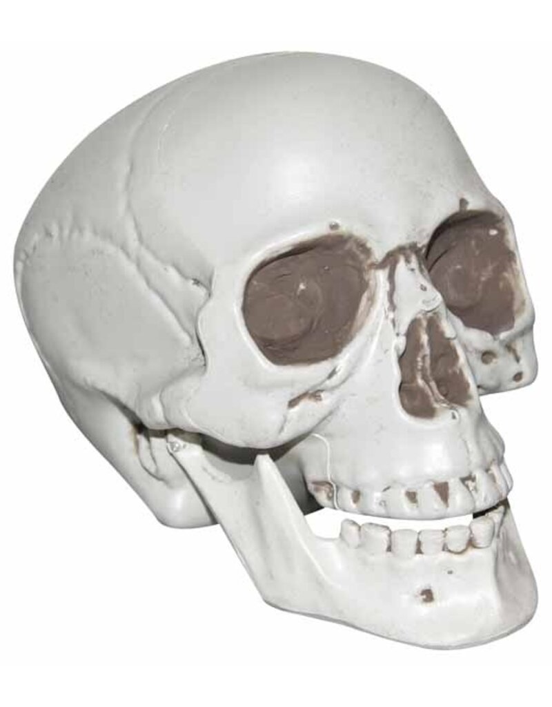 Realistic 6" Plastic Skull