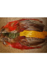Nature's Spirit Golden Pheasant Complete Skin-No Head