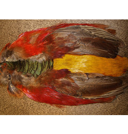 Nature's Spirit Golden Pheasant Complete Skin-No Head