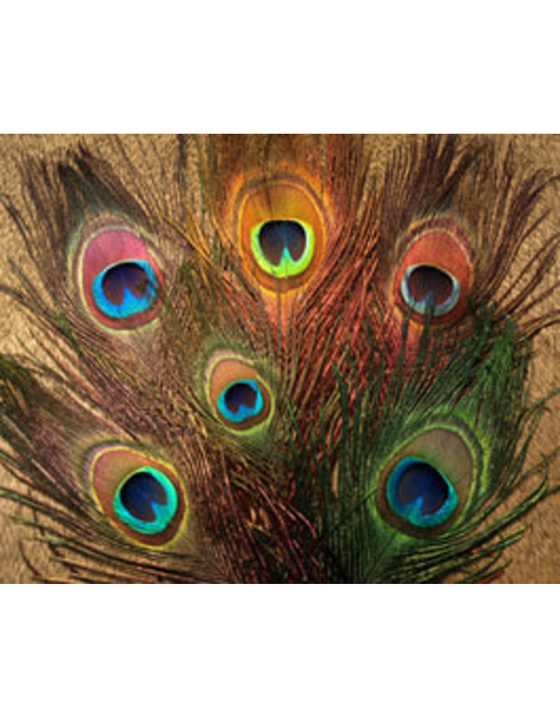 Nature's Spirit Peacock Eye Sticks