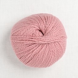 Image of Pascuali Tibetan 104 Rose