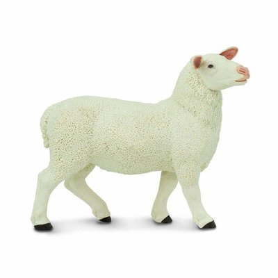 SAFARI SAFARI EWE
