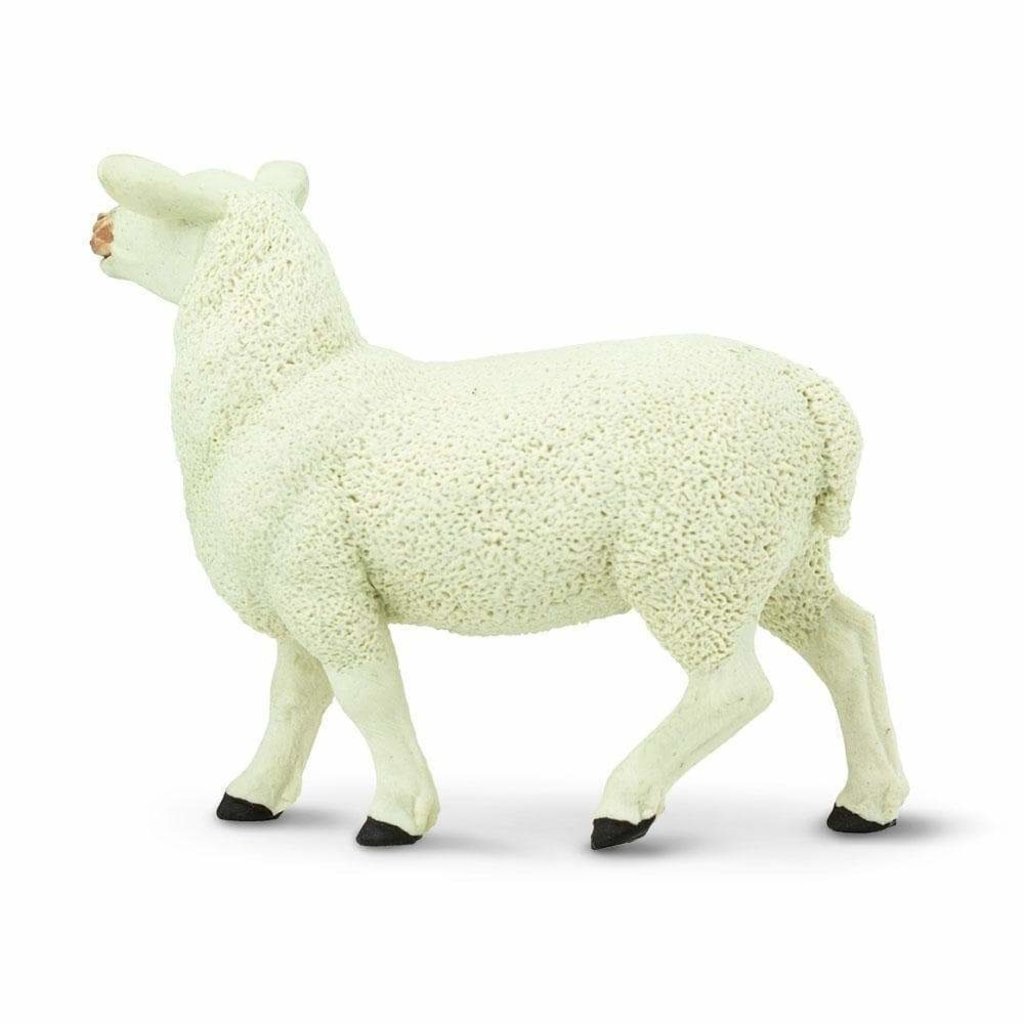 SAFARI SAFARI EWE