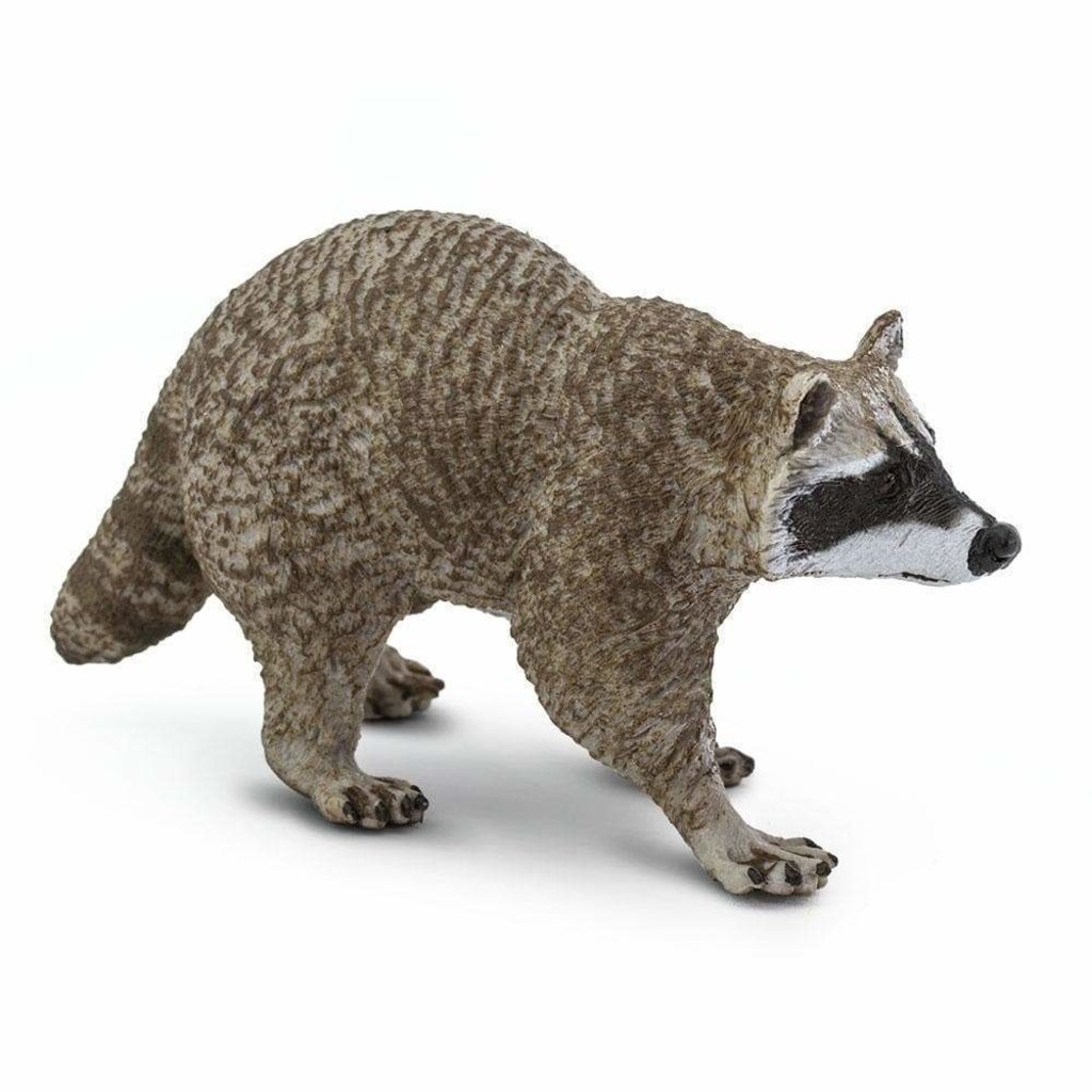 SAFARI SAFARI RACCOON