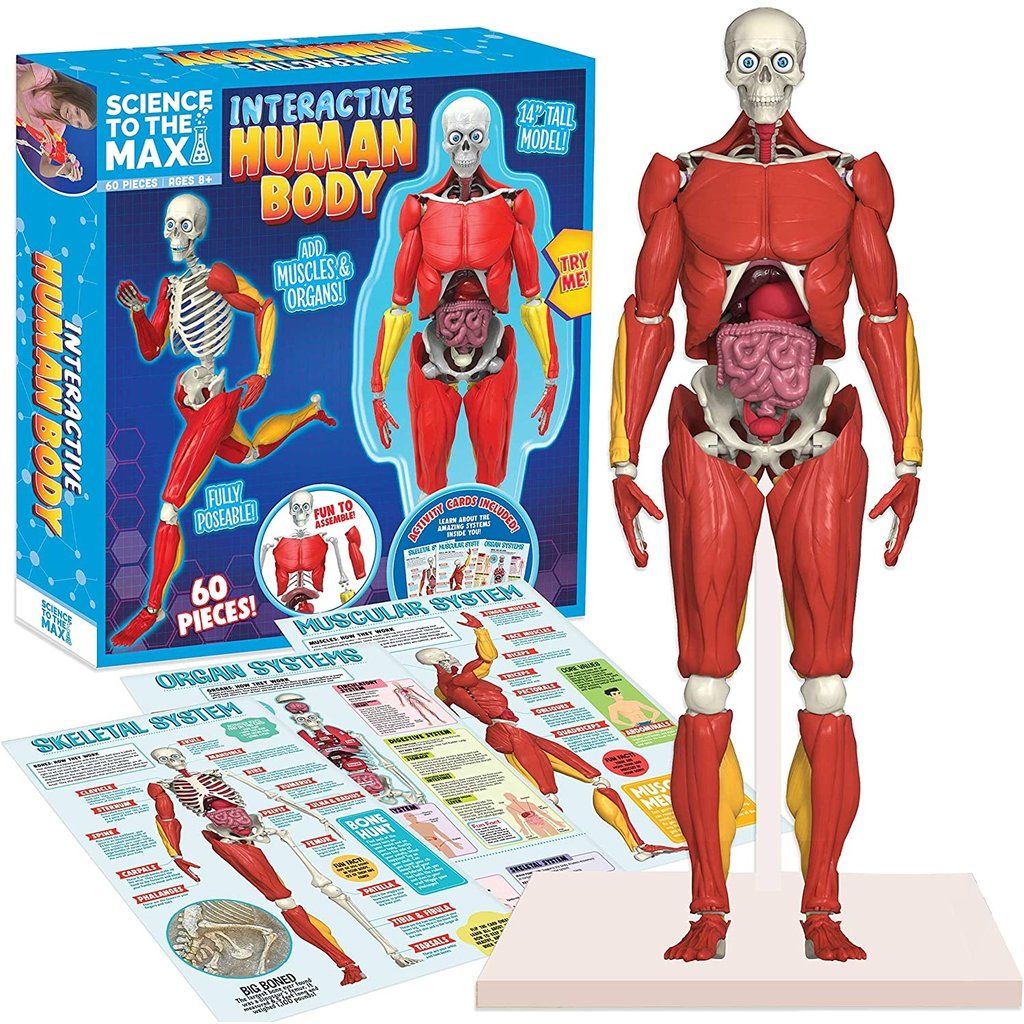 Kids' Educational Science Toy, STEM Game, Montado, Esqueleto do Corpo  Humano, Anatomia Órgãos, Bones Kit, Crianças