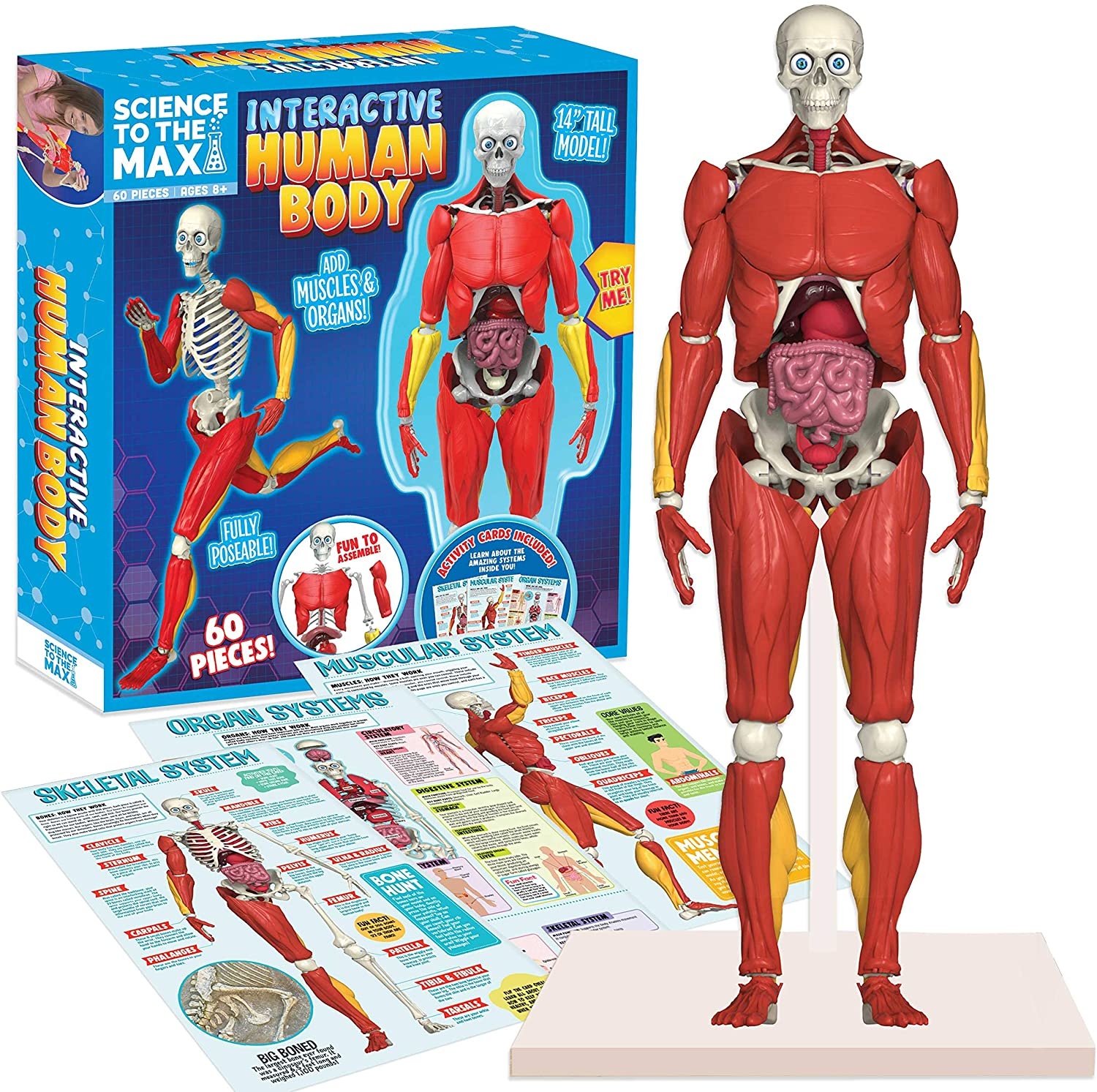INTERACTIVE HUMAN BODY THE TOY STORE