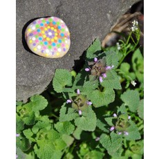 CREATIVITY FOR KIDS HIDE & SEEK ROCK PAINTING