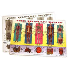 CASTLE TOY HUMAN BODY PLACEMAT