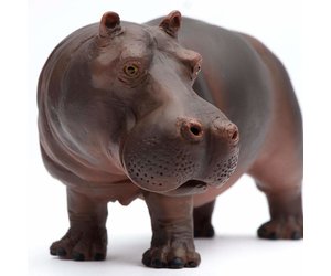 safari-safari-hippo.jpg