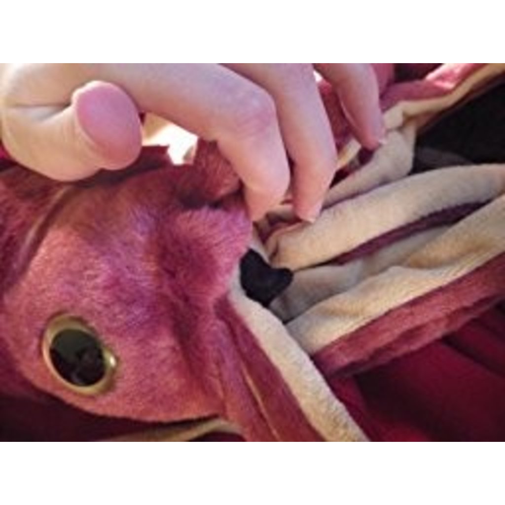 wild republic giant squid