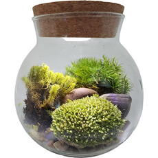 SILVER CIRCLE GROW YOUR OWN MOSS BOWL