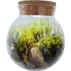 SILVER CIRCLE GROW YOUR OWN MOSS BOWL