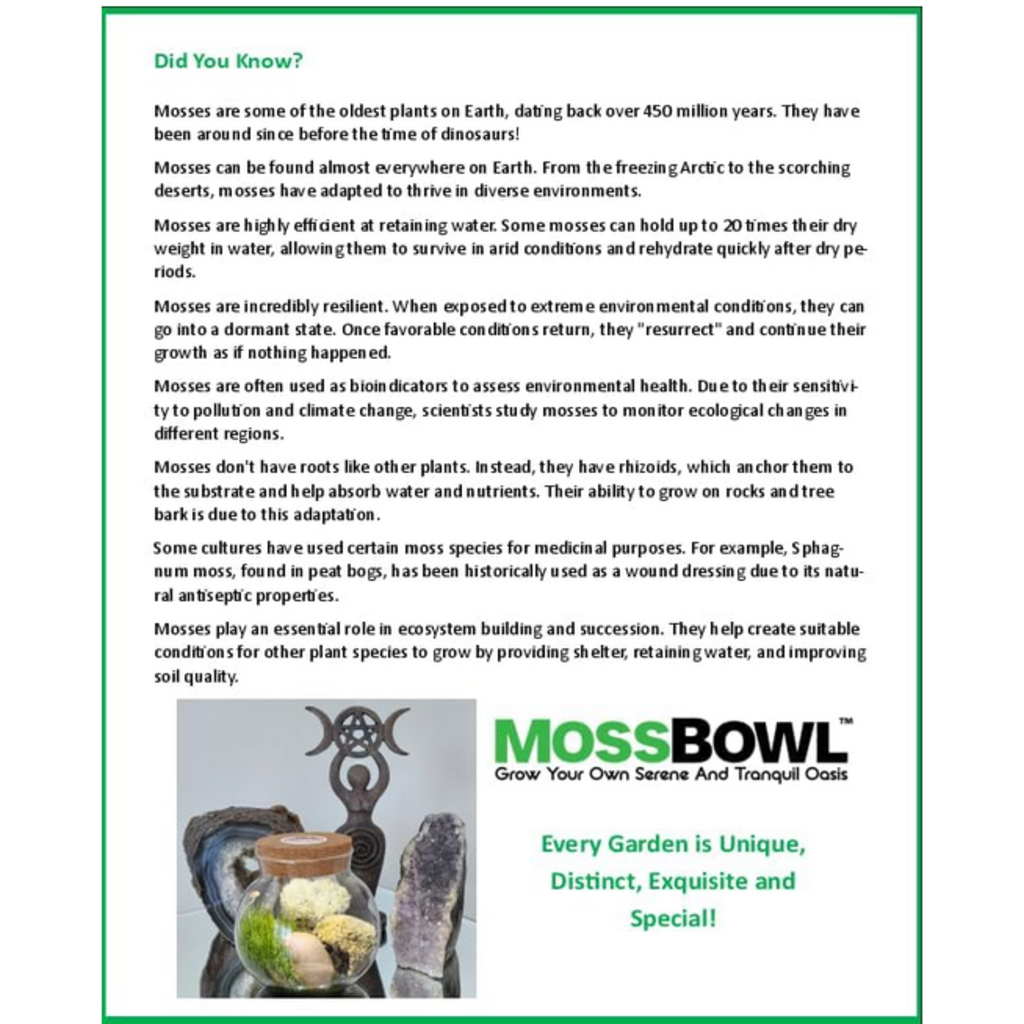 SILVER CIRCLE GROW YOUR OWN MOSS BOWL