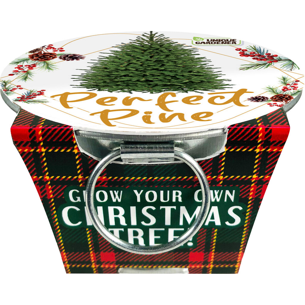 SILVER CIRCLE PERFECT PINE GROW YOUR OWN CHRISTMAS TREE**