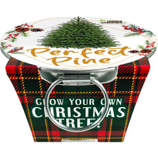 SILVER CIRCLE PERFECT PINE GROW YOUR OWN CHRISTMAS TREE**