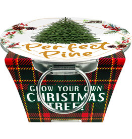 SILVER CIRCLE PERFECT PINE GROW YOUR OWN CHRISTMAS TREE**