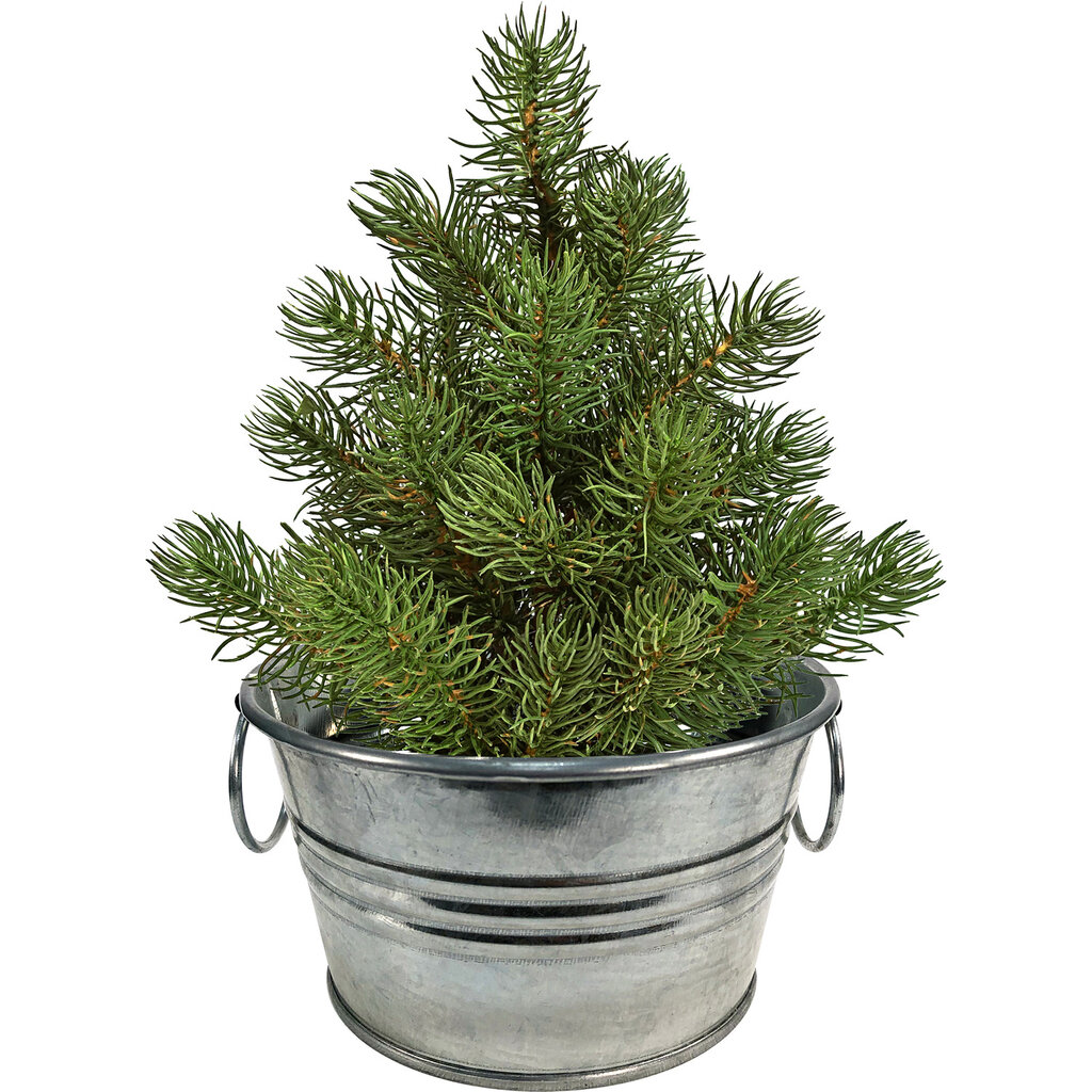 SILVER CIRCLE PERFECT PINE GROW YOUR OWN CHRISTMAS TREE**