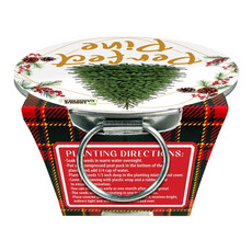 SILVER CIRCLE PERFECT PINE GROW YOUR OWN CHRISTMAS TREE**