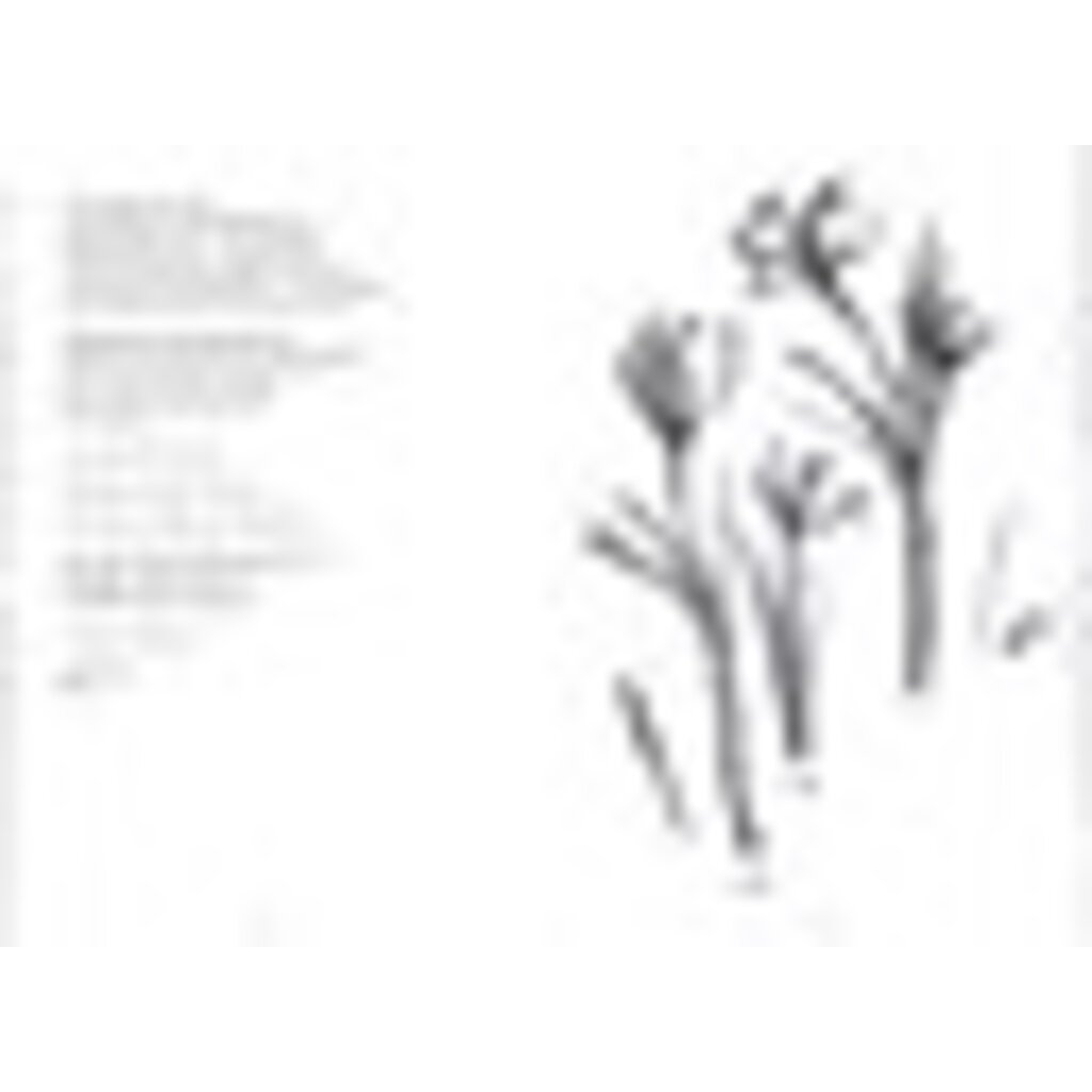 AMULET BOOKS DEAR MOTHMAN PB GOW