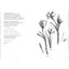 AMULET BOOKS DEAR MOTHMAN PB GOW