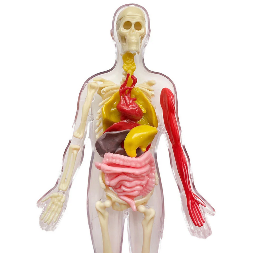 OOZE LABS VISIBLE HUMAN BODY