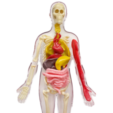 OOZE LABS VISIBLE HUMAN BODY