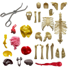 OOZE LABS VISIBLE HUMAN BODY
