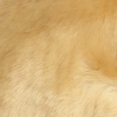 AURORA LOP EARED RABBIT