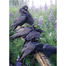 COBBLE HILL RAVEN RENDEZVOUS 1000 PC PUZZLE