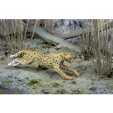 SAFARI SAFARI CHEETAH