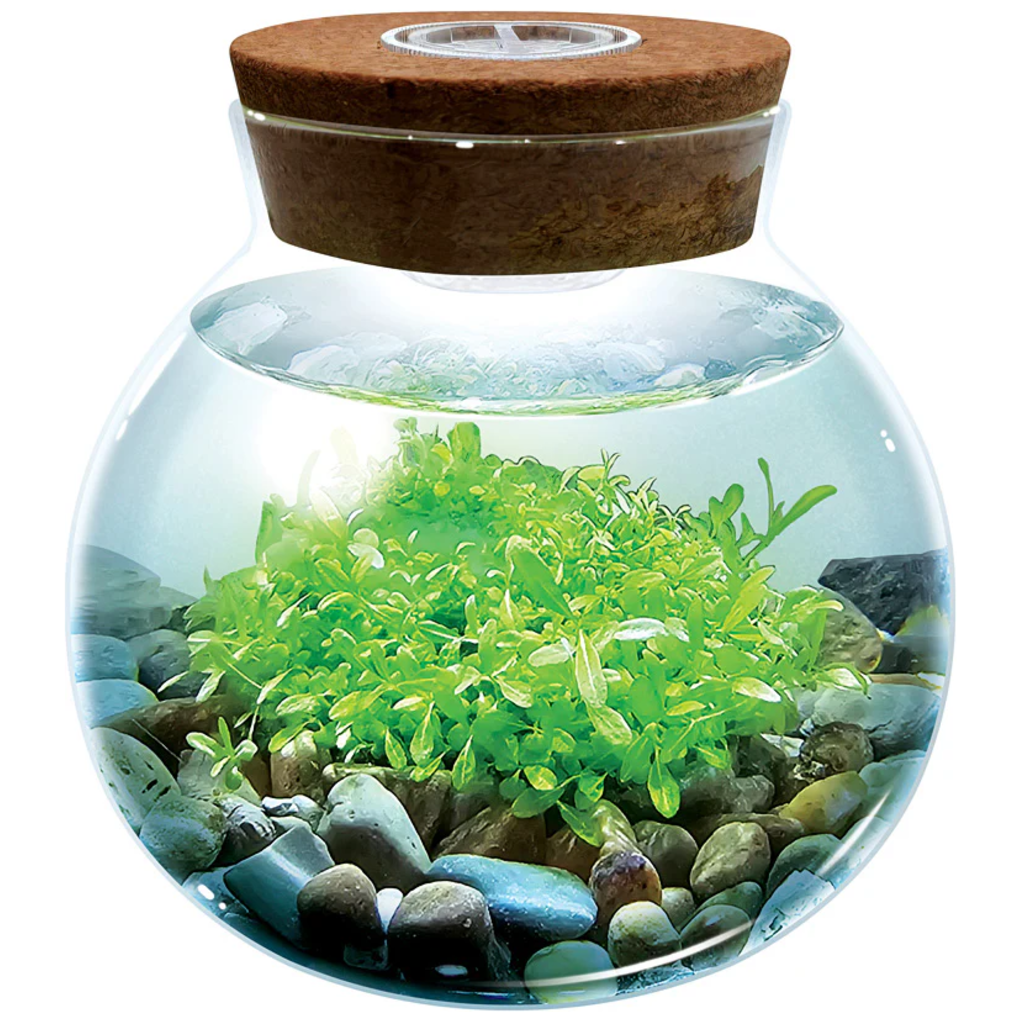 SILVER CIRCLE WATERPLANTS CREATE YOUR OWN AQUASCAPE