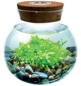 SILVER CIRCLE WATERPLANTS CREATE YOUR OWN AQUASCAPE