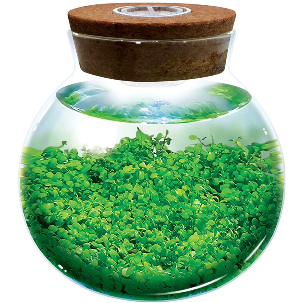 SILVER CIRCLE WATERPLANTS CREATE YOUR OWN AQUASCAPE