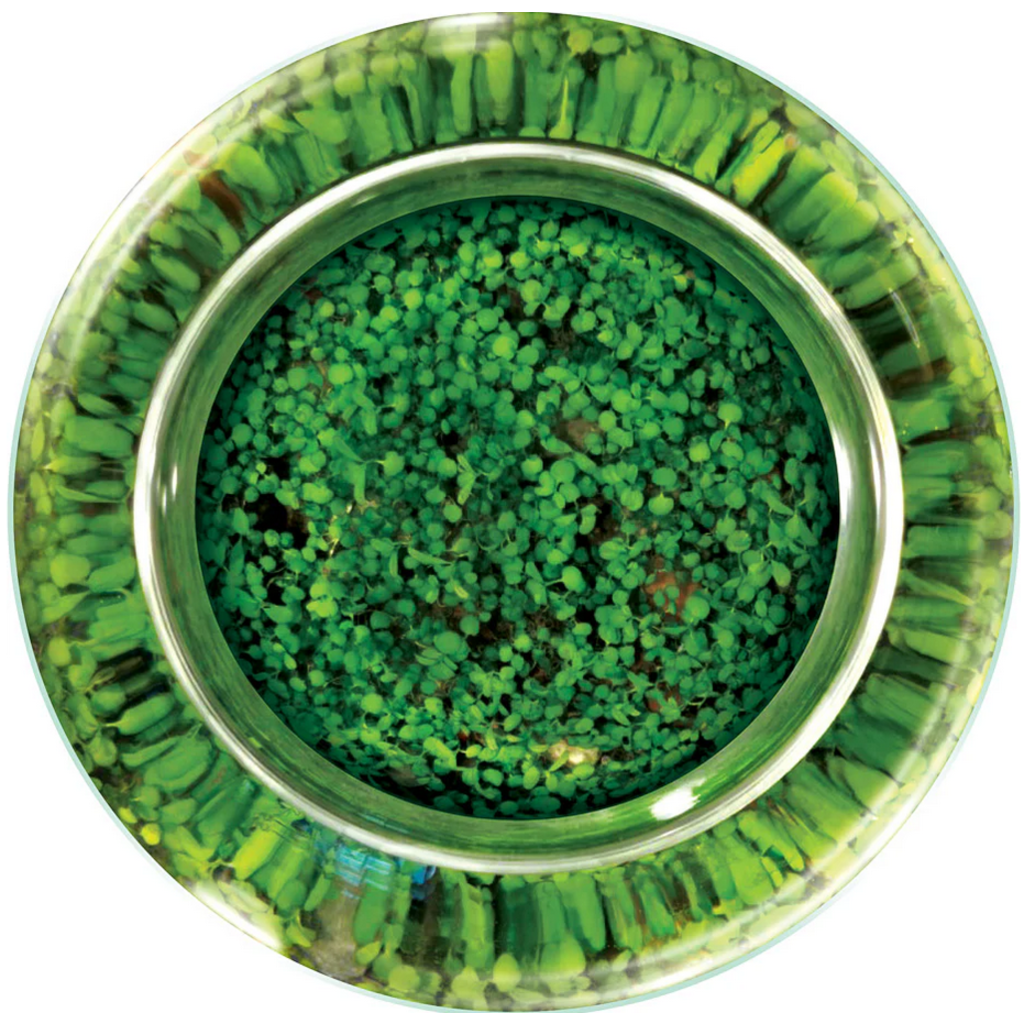 SILVER CIRCLE WATERPLANTS CREATE YOUR OWN AQUASCAPE