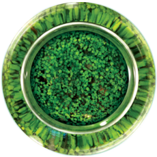 SILVER CIRCLE WATERPLANTS CREATE YOUR OWN AQUASCAPE