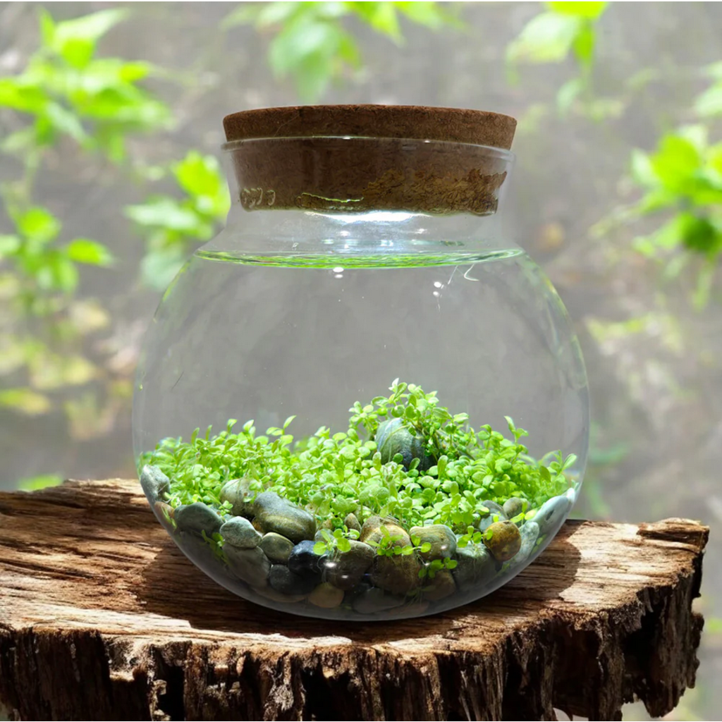 SILVER CIRCLE WATERPLANTS CREATE YOUR OWN AQUASCAPE