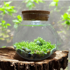 SILVER CIRCLE WATERPLANTS CREATE YOUR OWN AQUASCAPE