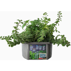 SILVER CIRCLE CULINARY HERB  COLLECTION