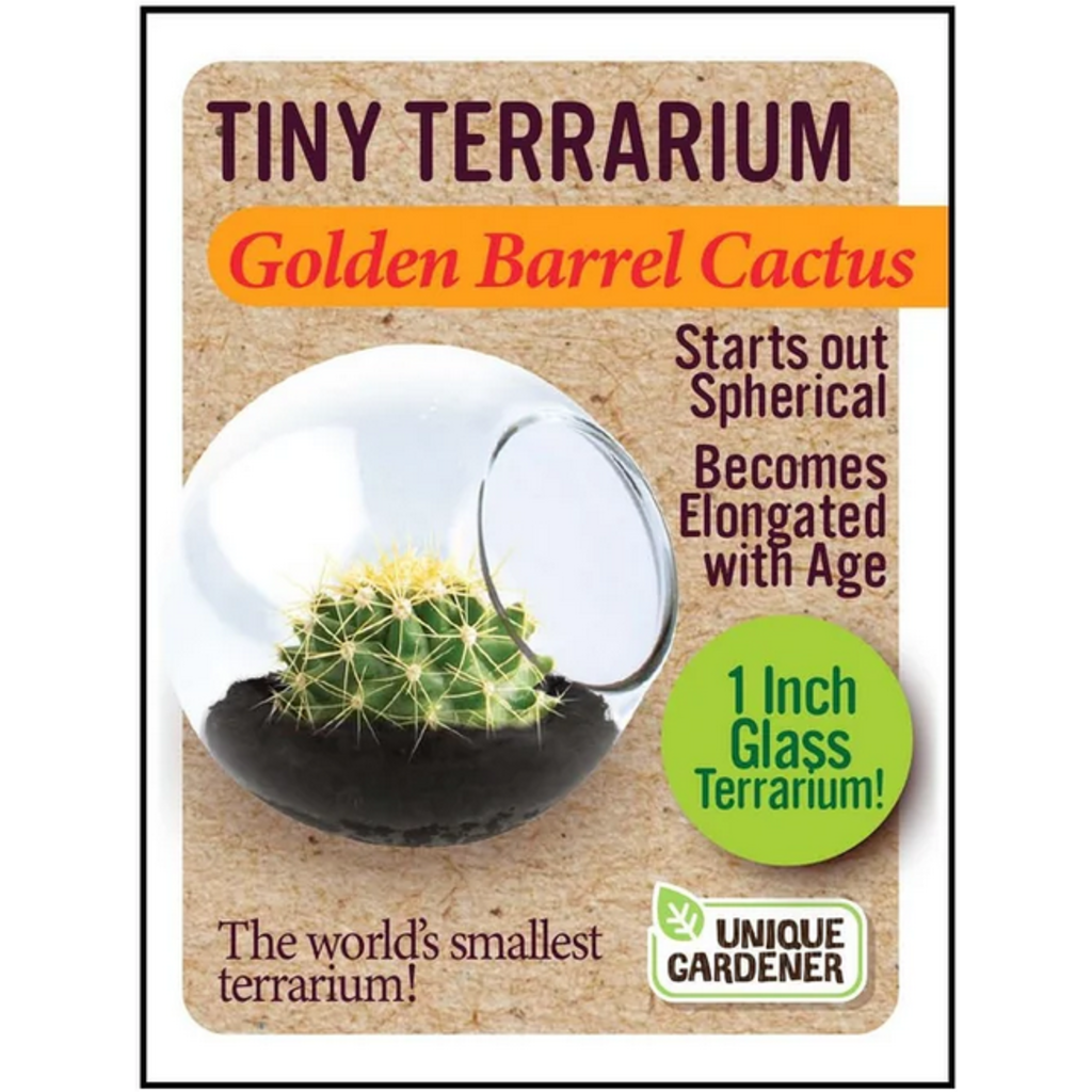 SILVER CIRCLE TINY TERRARIUM CACTUS