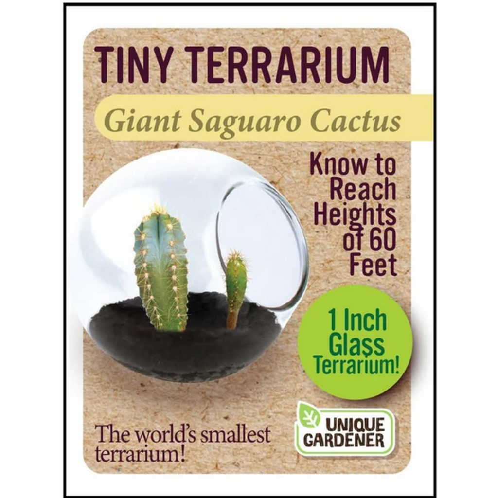 SILVER CIRCLE TINY TERRARIUM CACTUS